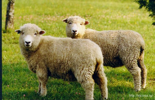 кормовые добавки для овец