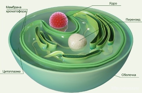 Строение клетки хлореллы